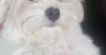 Maltese puppy