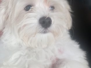Maltese puppy