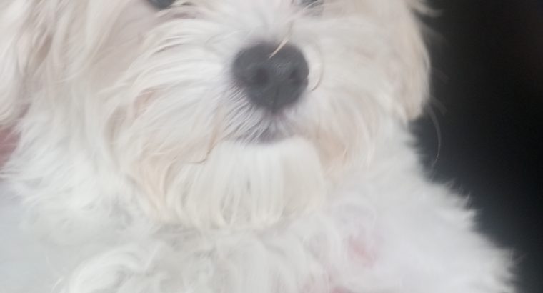Maltese puppy