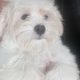 Maltese puppy