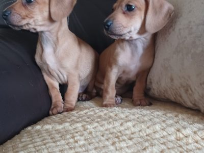 Dachshund x Beagle Puppies in Clondalkin