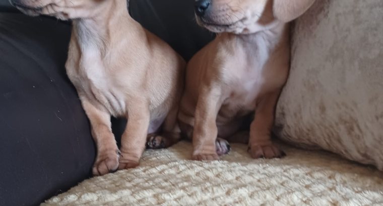 Dachshund x Beagle