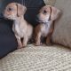 Dachshund x Beagle