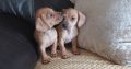 Dachshund x Beagle