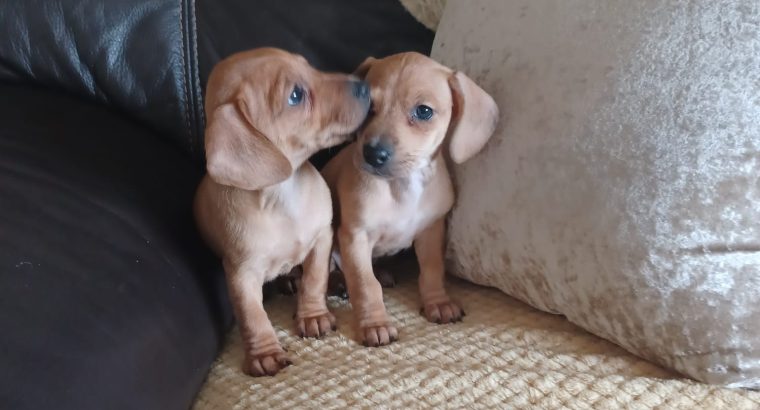 Dachshund x Beagle