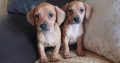 Dachshund x Beagle