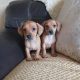 Dachshund x Beagle