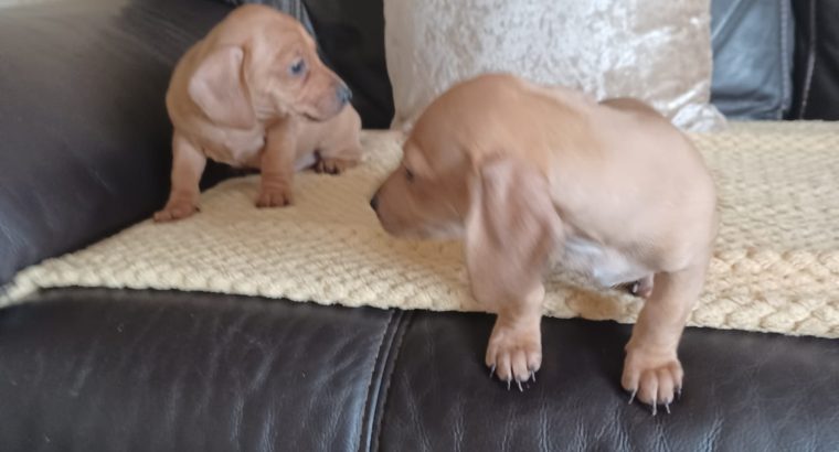 Dachshund x Beagle