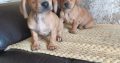 Dachshund x Beagle