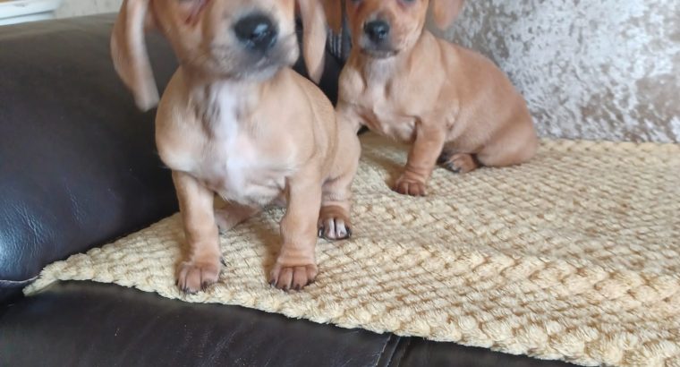 Dachshund x Beagle