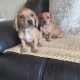 Dachshund x Beagle