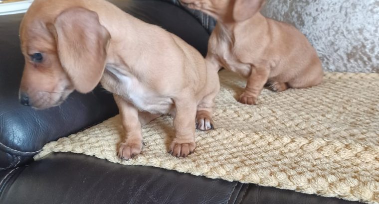 Dachshund x Beagle