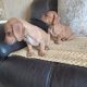 Dachshund x Beagle