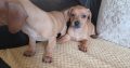 Dachshund x Beagle