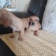Dachshund x Beagle