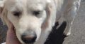 Golden Retriever in Claremont – Family Friendly