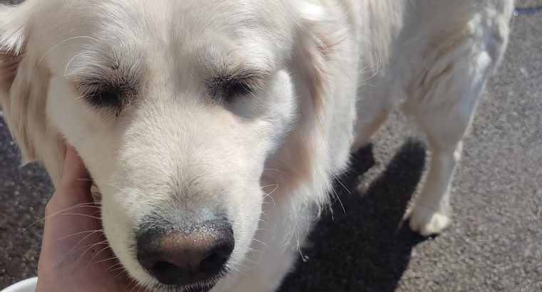 Golden Retriever in Claremont – Family Friendly