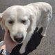 Golden Retriever in Claremont – Family Friendly