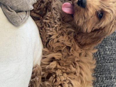 Cavapoo puppy (Male) for sale!