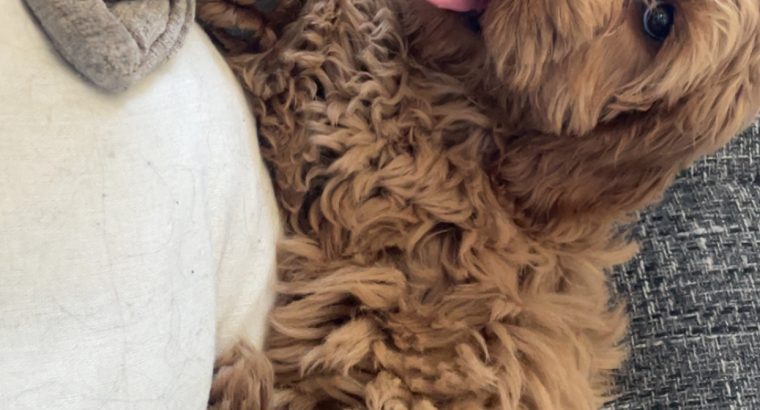 Cavapoo puppy (Male) for sale!