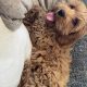 Cavapoo puppy (Male) for sale!