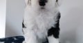 IKC Registered Old English Sheepdog Pups