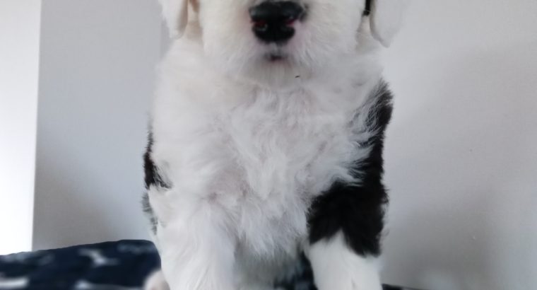 IKC Registered Old English Sheepdog Pups