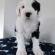 IKC Registered Old English Sheepdog Pups