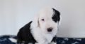 IKC Registered Old English Sheepdog Pups