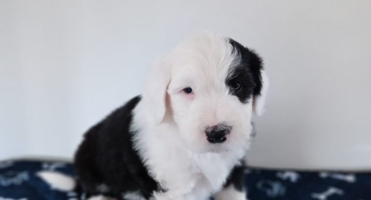 IKC Registered Old English Sheepdog Pups