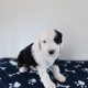 IKC Registered Old English Sheepdog Pups