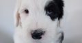 IKC Registered Old English Sheepdog Pups