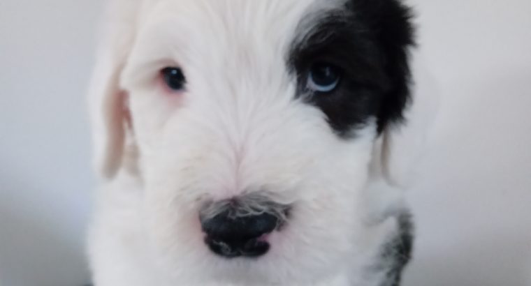 IKC Registered Old English Sheepdog Pups