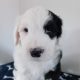 IKC Registered Old English Sheepdog Pups