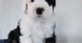IKC Registered Old English Sheepdog Pups