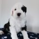 IKC Registered Old English Sheepdog Pups
