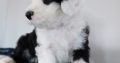 IKC Registered Old English Sheepdog Pups