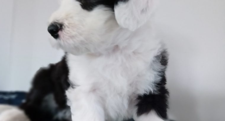 IKC Registered Old English Sheepdog Pups