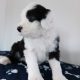 IKC Registered Old English Sheepdog Pups