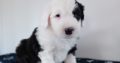 IKC Registered Old English Sheepdog Pups