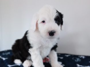 IKC Registered Old English Sheepdog Pups