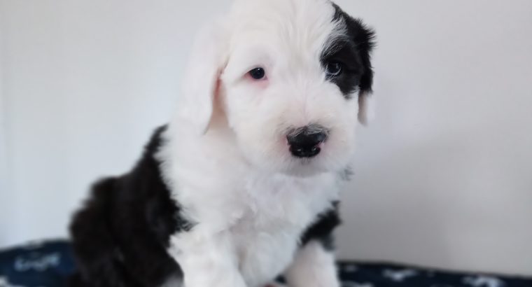 IKC Registered Old English Sheepdog Pups