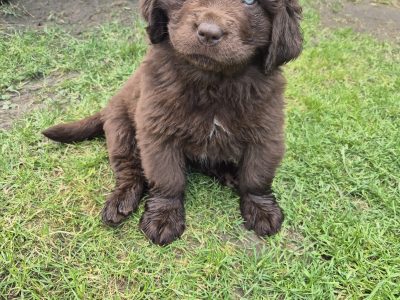 Newfoundland