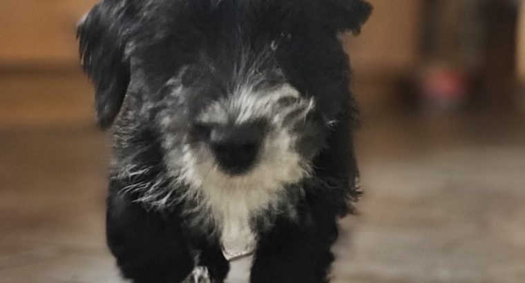 Cockapoo / terrier cross