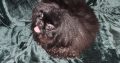 Pekingese Puppy for Sale in Terenure – Playful