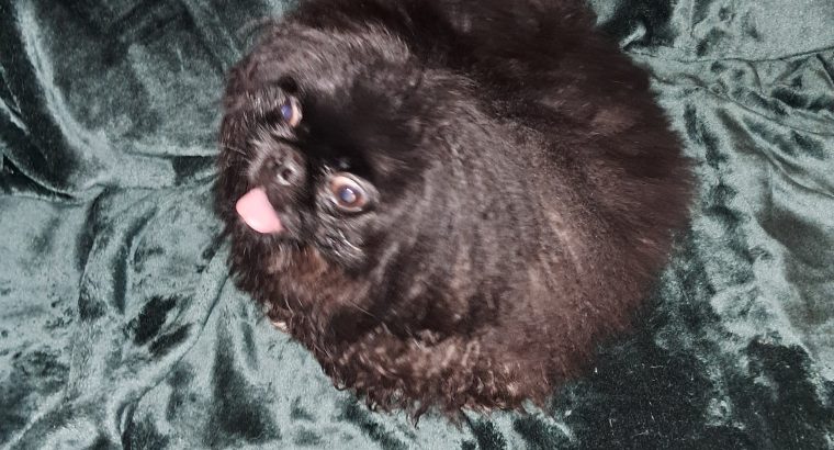 Pekingese Puppy for Sale in Terenure – Playful