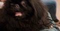 Pekingese Puppy for Sale in Terenure – Playful