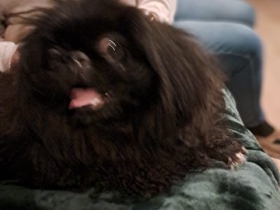 Pekingese Puppy for Sale in Terenure – Playful
