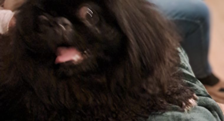 Pekingese Puppy for Sale in Terenure – Playful