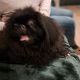 Pekingese Puppy for Sale in Terenure – Playful